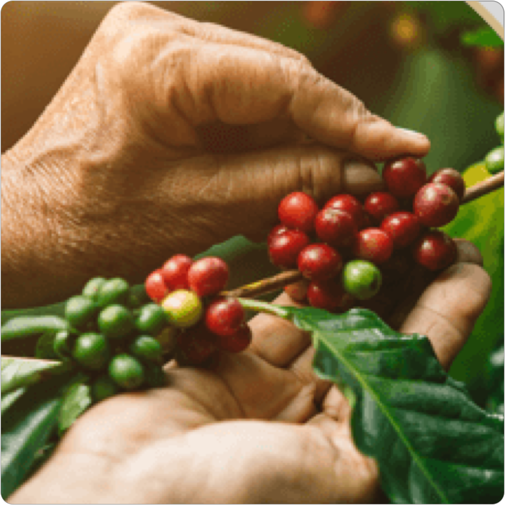 Aanvoer groene koffie